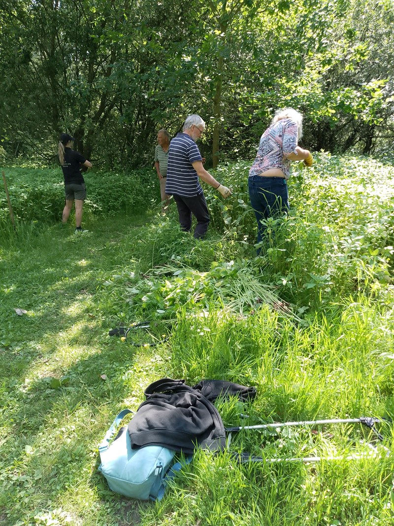 Balsam Bashing!