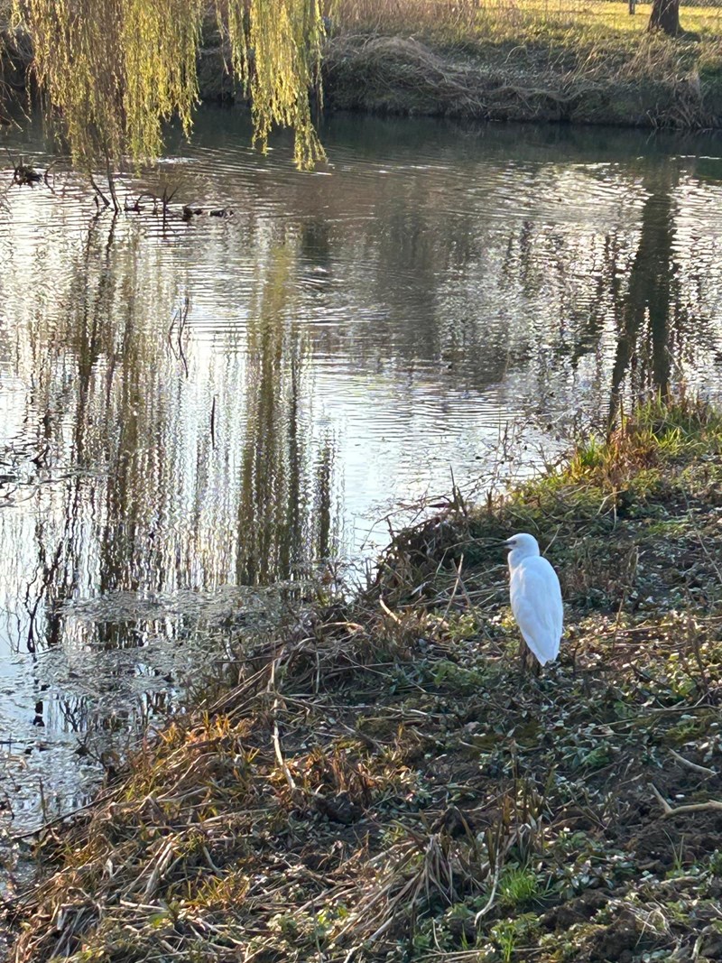 Egret near river culvert March 2025