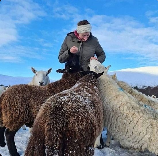 HEATHERLEA BLACK CHEVIOT