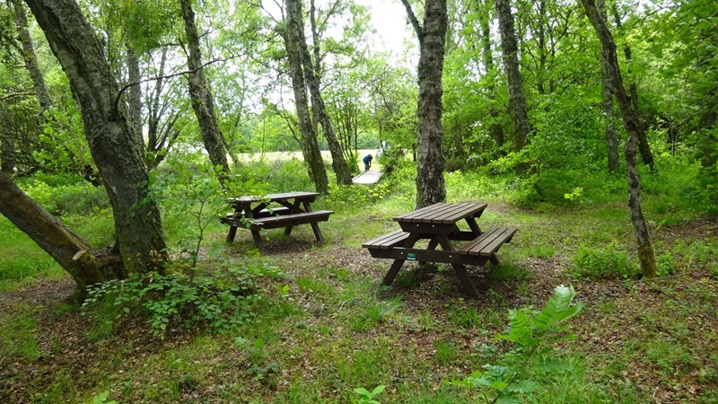 woodland