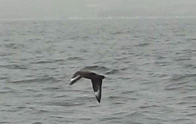 17. A Bonxie passes us in Bressay Sound