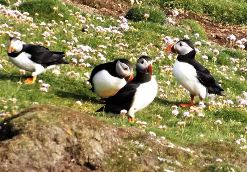 7. puffins
