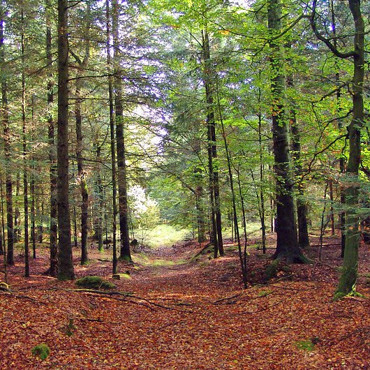 Forest Glade