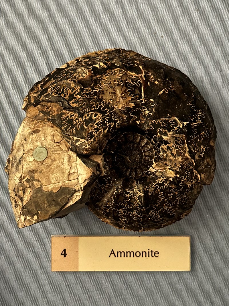 Ammonite Found By Hugh Miller On The Black Isle