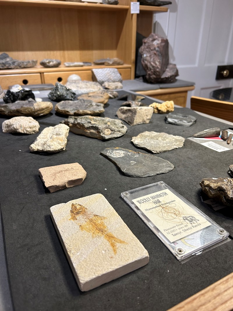 Handling Fossils Hugh Miller Birthplace Cottage Museum