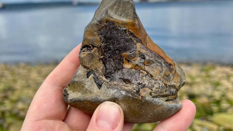 Hand held large grey coloured rock with dark patches of fossil material and beach in background