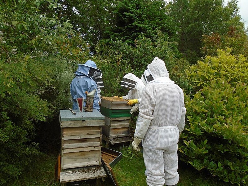 This colony provided a lot of discussion and manipulation.