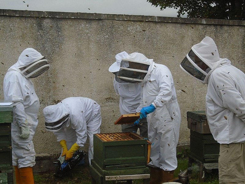 The wall serves the purpose of 'lifting' the bees clear of a public footpath.