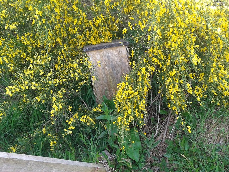 This once was a duck nesting box.