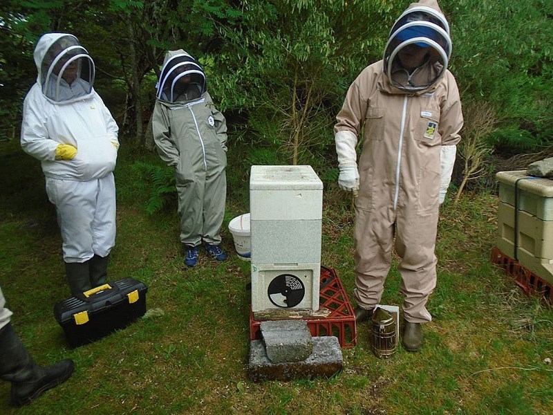 See the Duckybees story for this colony and other photos.