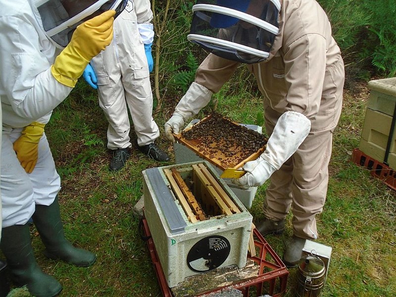 At the right time the frames from the two nuc boxes will be housed in a full-sized brood box.