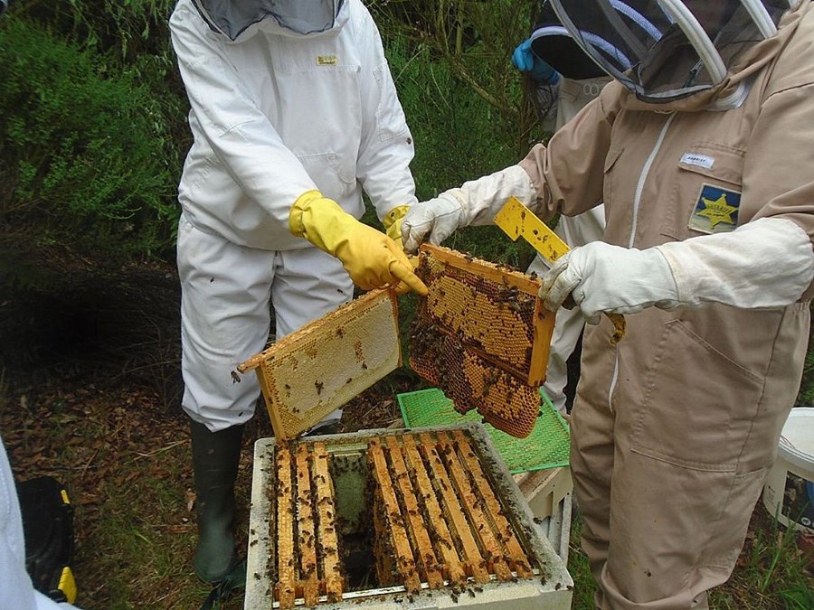 An example of sacrificial drone brood to remove varroa mites. The comb is sliced off, the birds feed on the grubs and the wax is recycled - everybody wins.