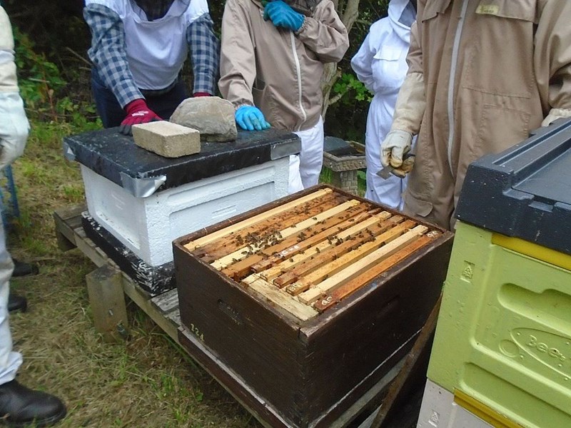 Here you can see it is being used to support the National frames in the hope that the laying queen who is on the Langstroth frames will ultimately move across on the National frames. 