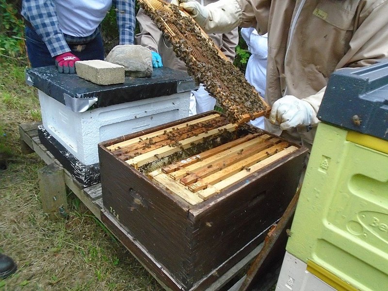 The National frames can either be moved with very young eggs for a queen cell to be created or along with the queen herself.