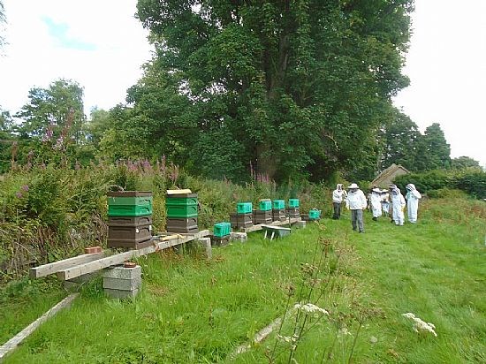 The small green boxes are nucs recently acquired.