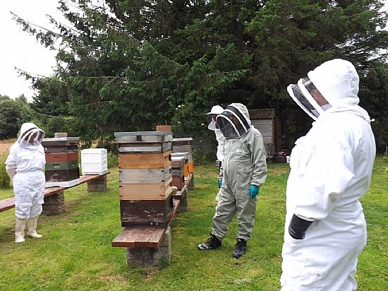 General view of Apiary. D&DBKA members are welcome to attend the next meeting on the 2nd Saturday of September.