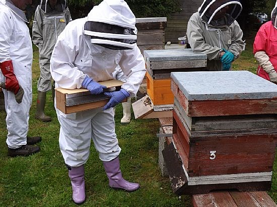 The mesh through which the pollen falls into the collecting box is just visible.