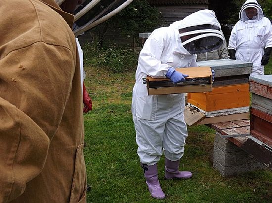 The mesh through which the bees pass and lose the pollen can be seen jutting out to the left of the box.