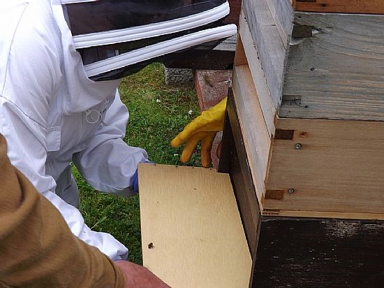 The collecting box is left in place for 24 hours to acclimatise the bees before inserting the mesh.