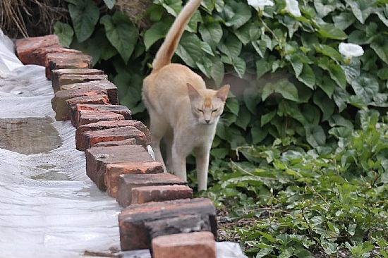 Every garden has a cat!