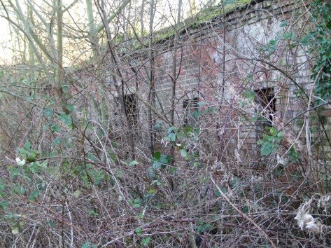 2014 - the old potting sheds overgrown with brambles