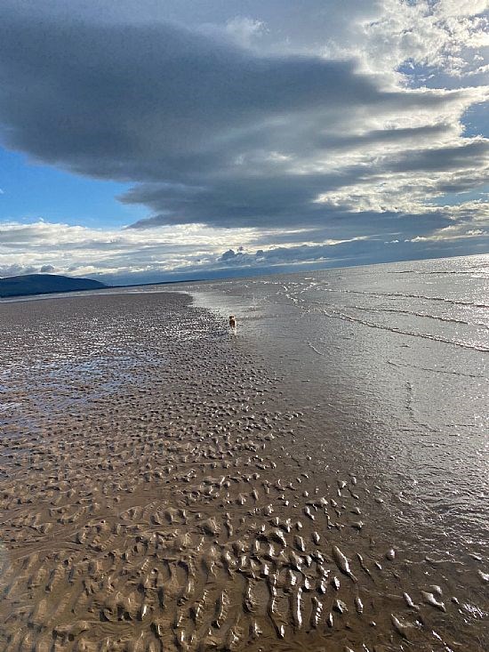 vast beaches for dog freedom