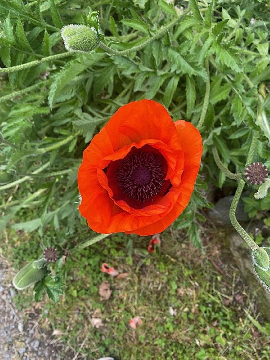 summer poppies