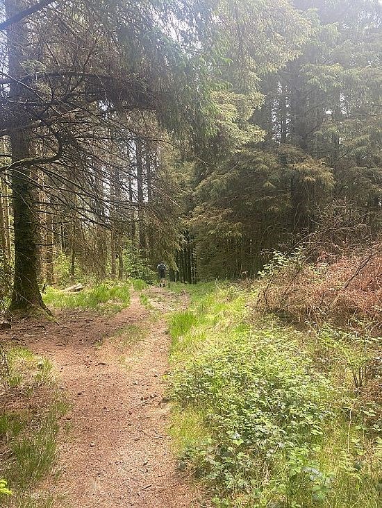 woods for lovely dog walks