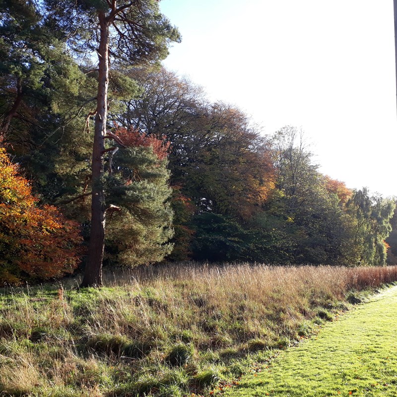 The meadow in Autumn