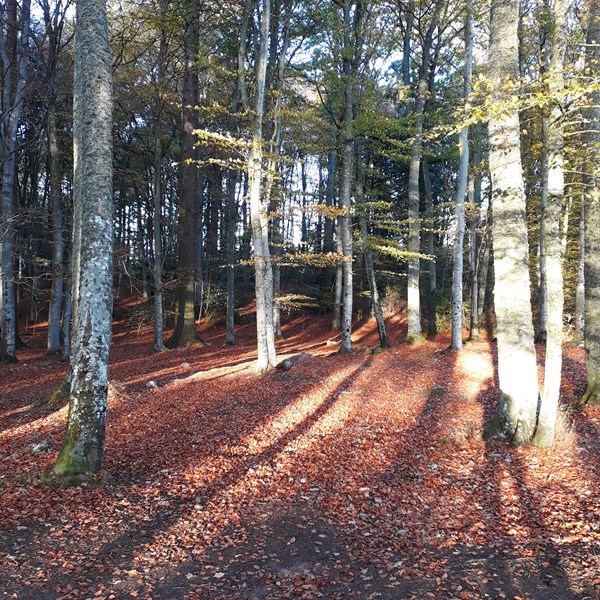 Beech woods in Autumn 