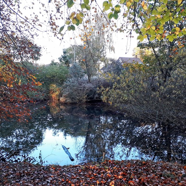 The pond in Autumn