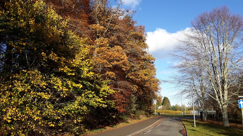 Culduthel Avenue, Autumn
