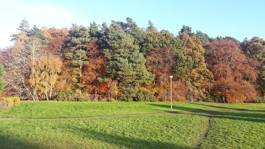 Woods from the West