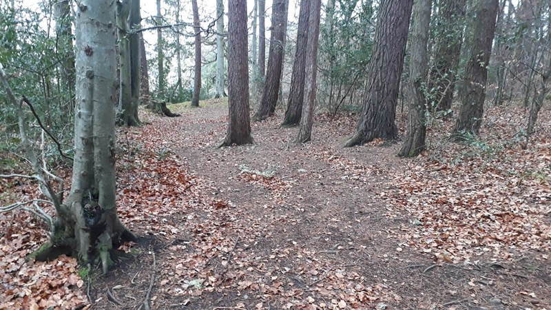 Woodland path in Winter