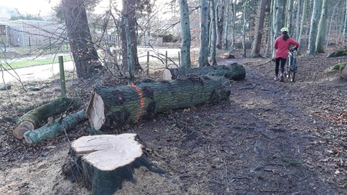 Tree felling complete