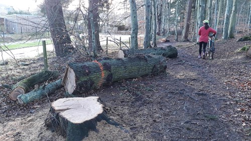 Tree felling complete