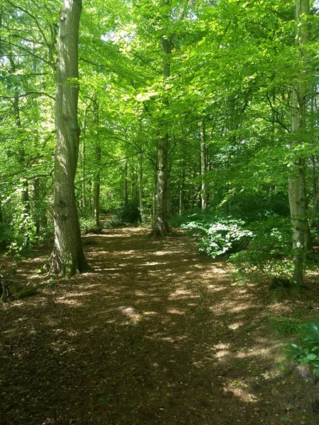 Woodland path in Summer