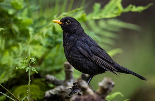 Blackbird Deadly Virus Detected in Scotland
