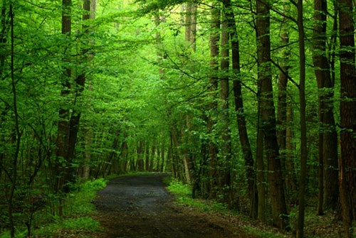 The Forest Policy Group Want Your Perspective