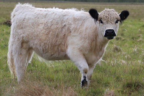 Inheritance Tax Changes Bring Partial Relief for Scotland’s Farming and Crofting Communities