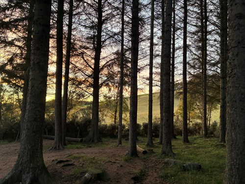 Feddanhill Woods - An Invitation