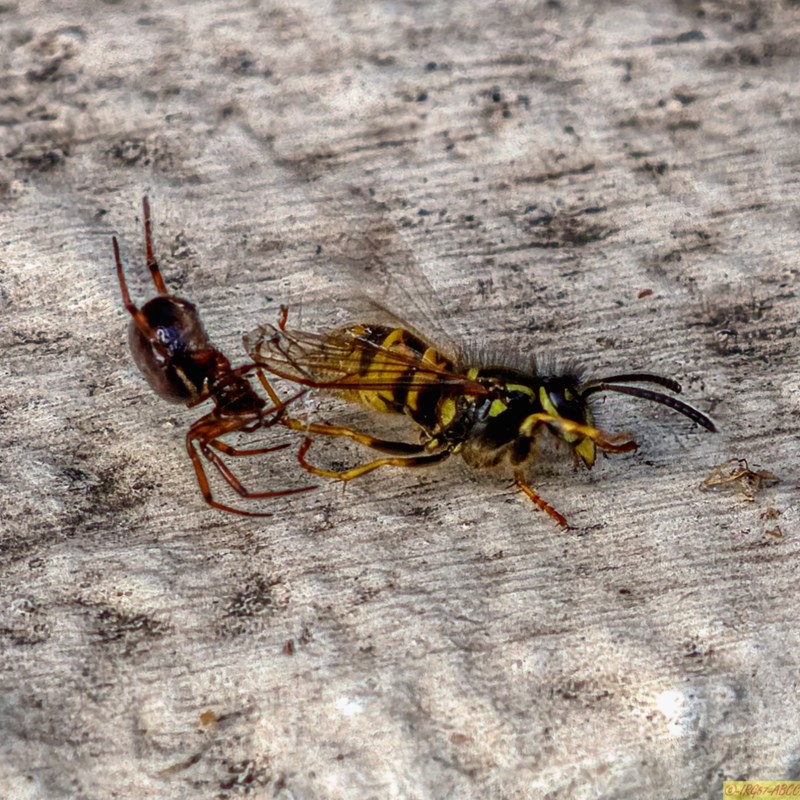 Come into my parlour