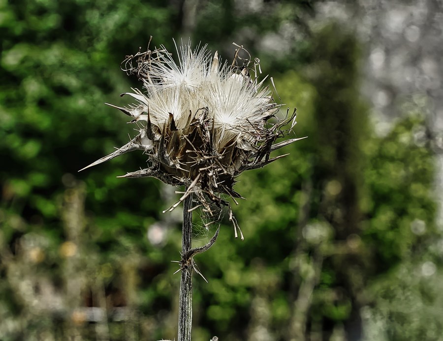 From death brings new life