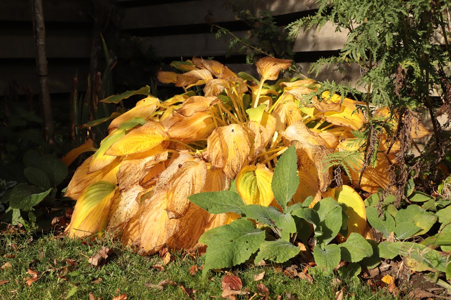 Death of a Hosta