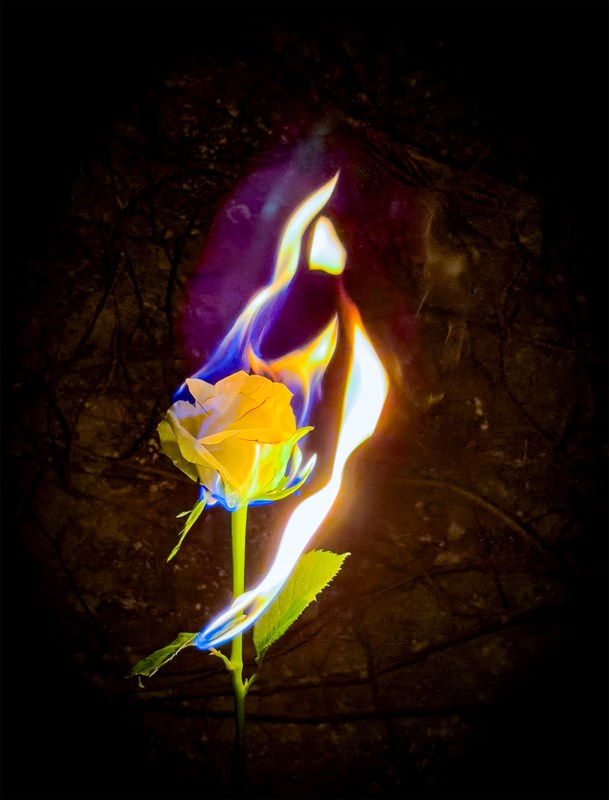 Flaming Rose