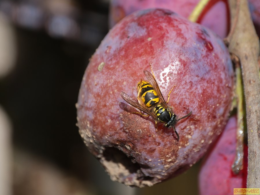 Feeding off the dying