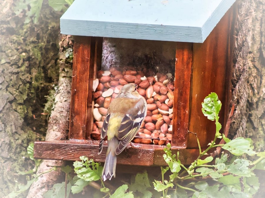Female chaffinch hiding from a predator