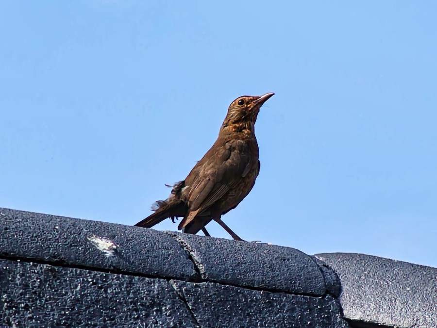 Scared female blackbird