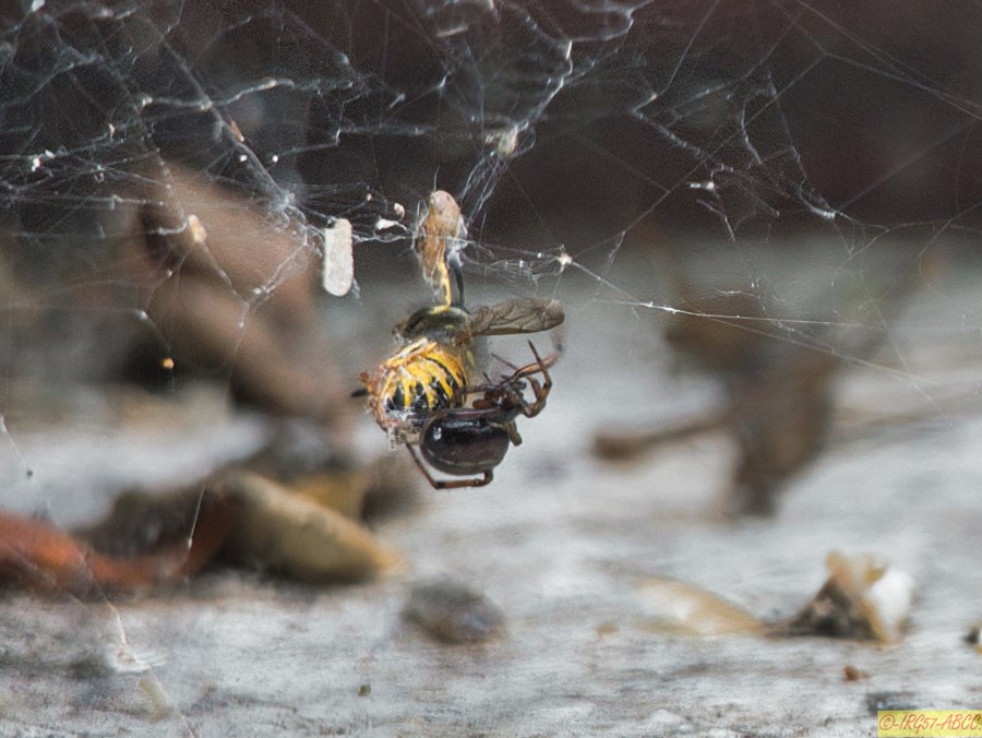 Tea will be a minute yet