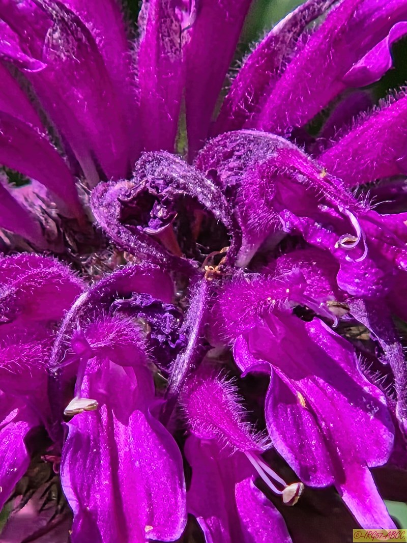 Bergamot